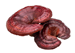Adaptogens & Functional Mushrooms