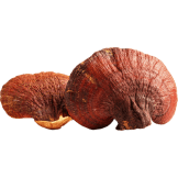 A pair of dried, reddish-brown Reishi mushrooms with a textured surface and curved shape.