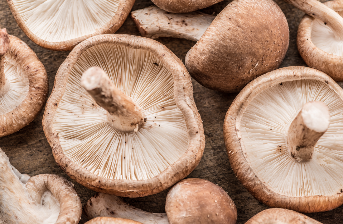 Shiitake mushrooms. Macro. Food background.