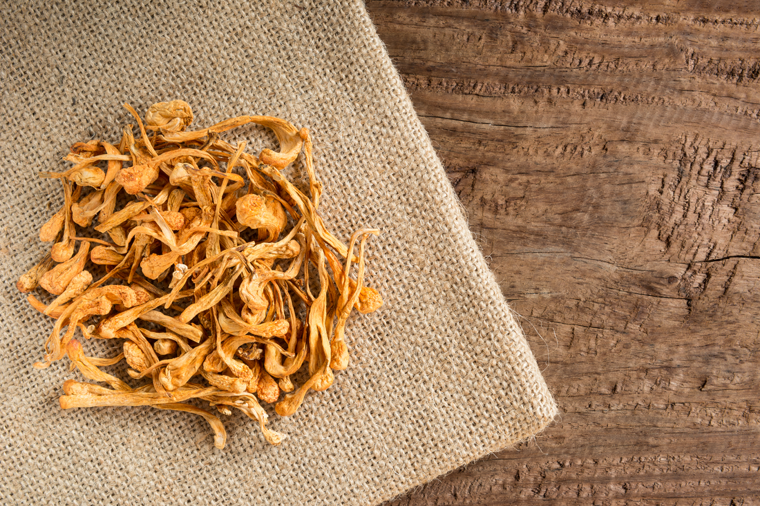 bunch of cordyceps on a burlap cloth
