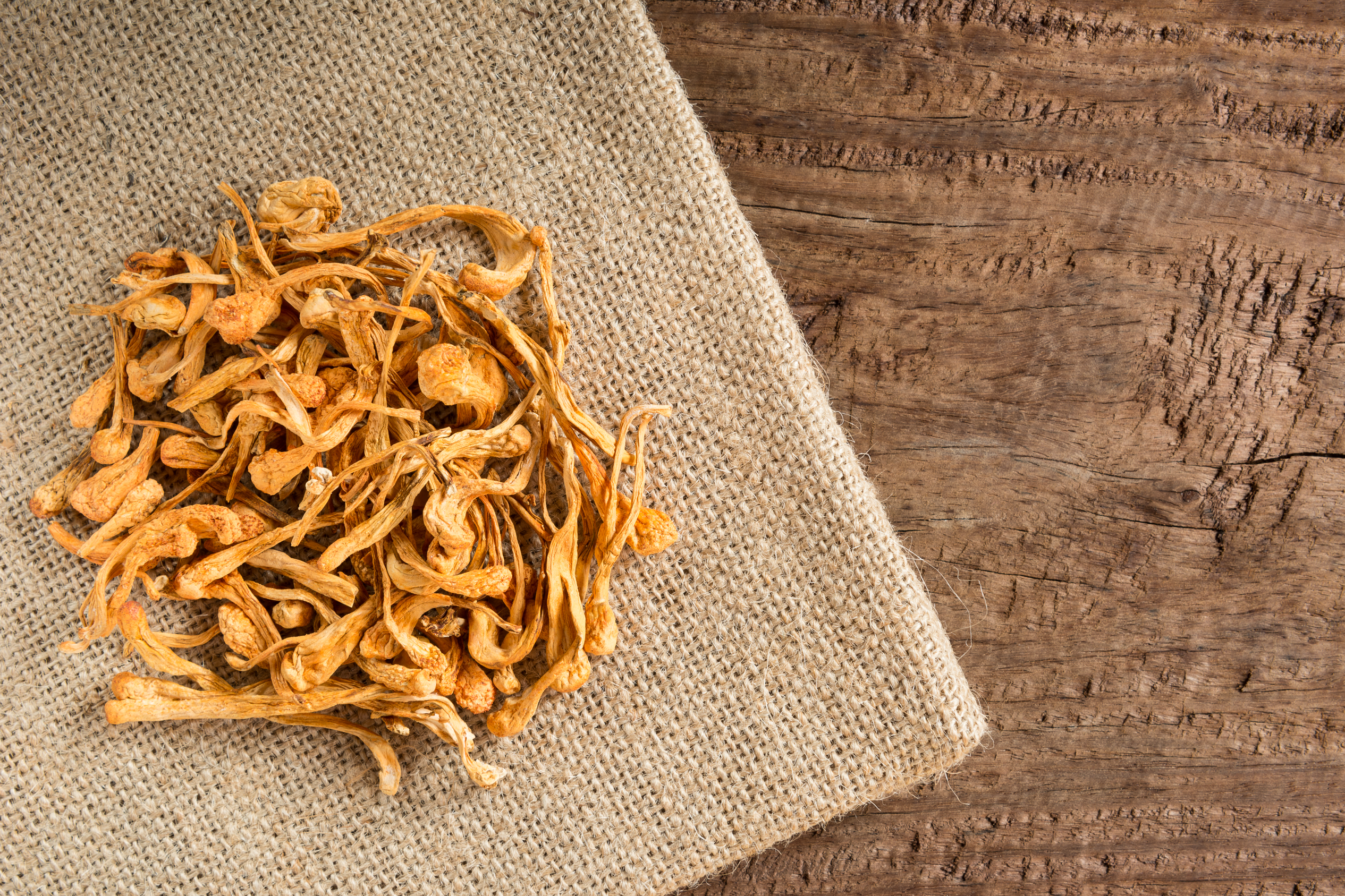 bunch of cordyceps on a burlap cloth