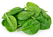 Stevia