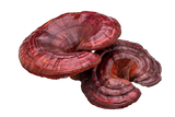 Adaptogens