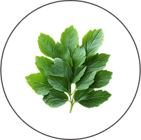 Stevia Leaf Extract